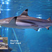 Hastings Aquarium  19 12 2022 Blacktip Reef Shark