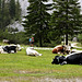 Siesta und Gelassenheit auf der Alm bei Pederü