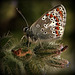 Argus bleu (Polyommatus icarus)