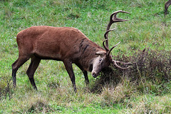 toujours agrandir le volume de la ramure .....