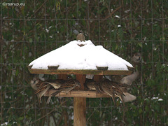 House sparrows feeding