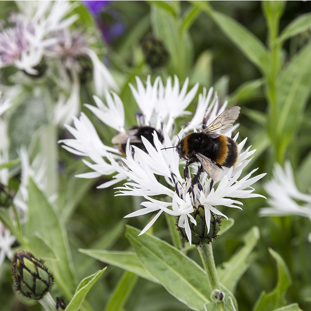 Beningbrough Hall - White Cornflowers 3