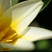 DSCF3731