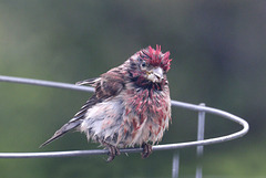 Cassin's Finch