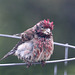 Cassin's Finch