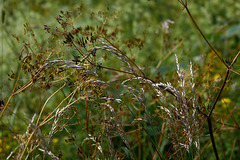 DSC08175