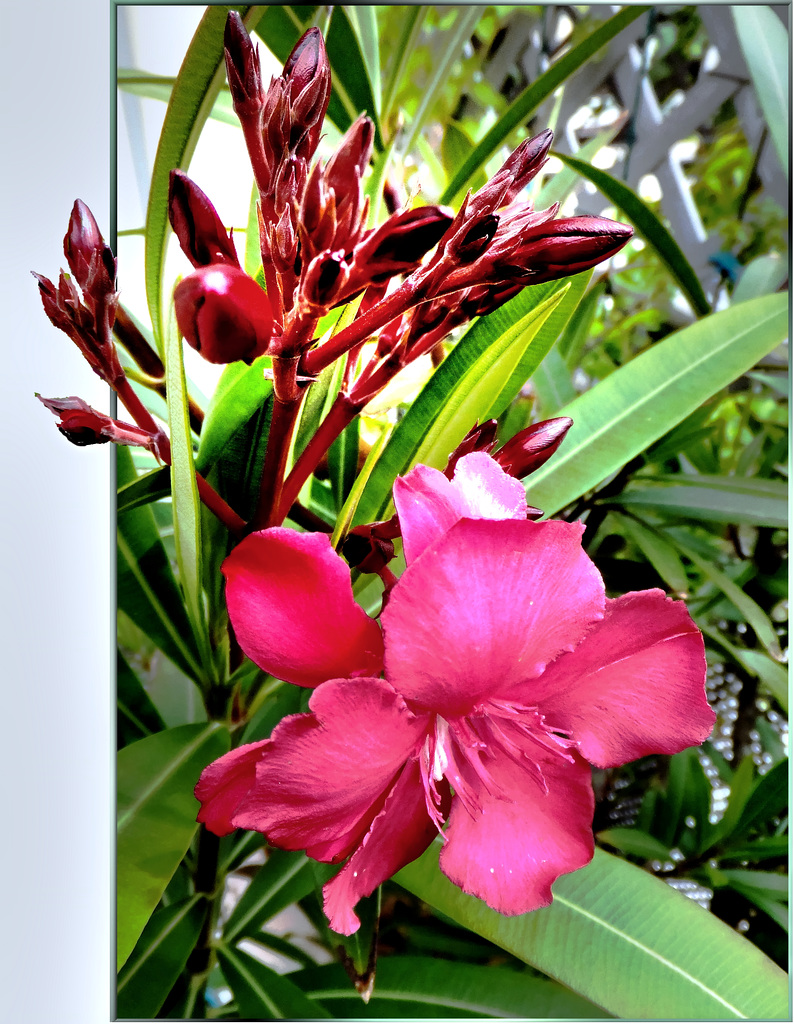 Oleander blüht wieder... ©UdoSm