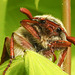 20220507 820CPw [D~LIP] Maikäfer (Melolontha melolontha), Bad Salzuflen