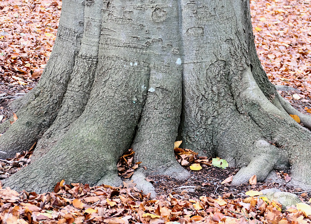 gut verwurzelt