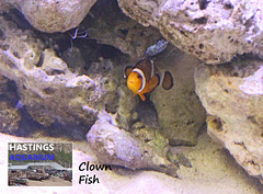 Hastings Aquarium  19 12 2022 Clown Fish