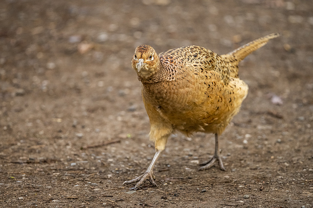 Pheasant