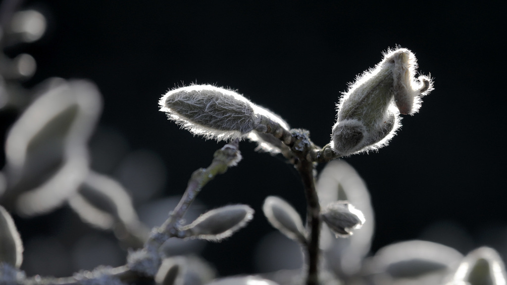 Boutons de Stellata