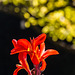 Canna indica