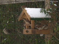 House sparrows feeding