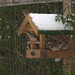 House sparrows feeding