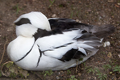 20160303 0248VRAw [D~BI] Zwergsäger (Mergelluns albellus) [m, PK], Tierpark Olderdissen, Bielefeld