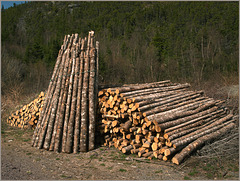 Next winter's firewood
