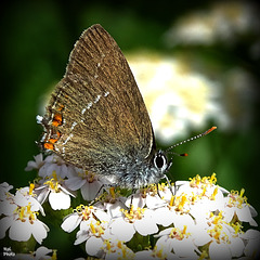 Satyrium acaciae