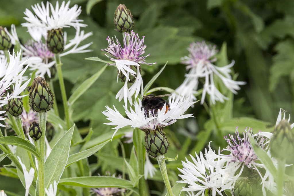 Beningbrough Hall - White Cornflowers 4