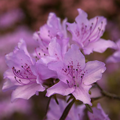 Flowers in the botanics