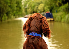 A dog's eye view.