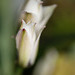 DSCF3750
