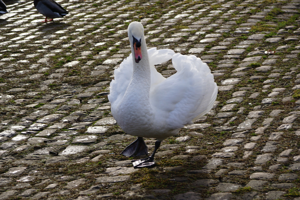 Ein stolzer Schwan an der Weser II
