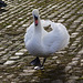 Ein stolzer Schwan an der Weser II