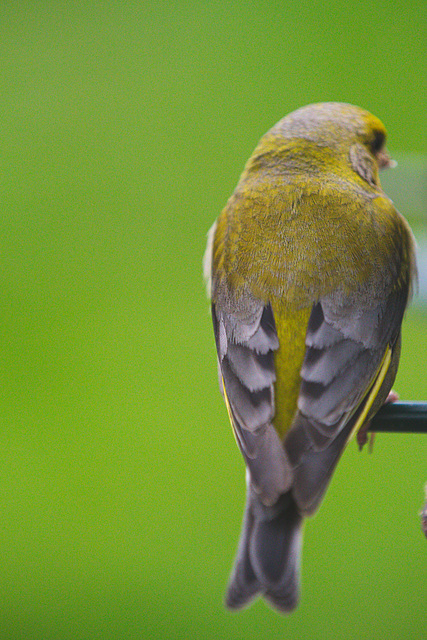 Greenfinch