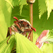 20220507 821CPw [D~LIP] Maikäfer (Melolontha melolontha), Bad Salzuflen