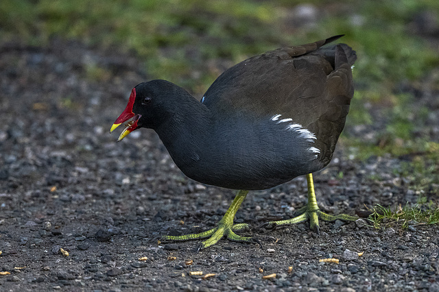 Moorhen