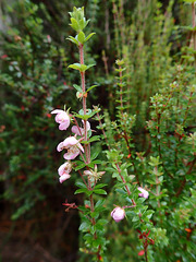 An Australian Heath (Epacris sp)