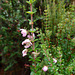 An Australian Heath (Epacris sp)