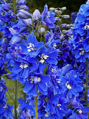 Bleu flowers.