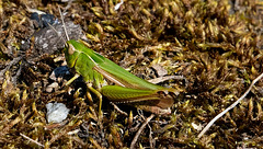 Common green grasshopper  (Omocestus viridulus), female.   /PIP/