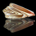 Sea shell reflection