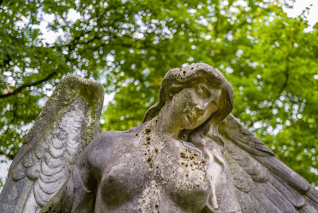 Engel