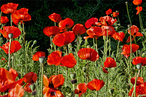 Der rote Mohn