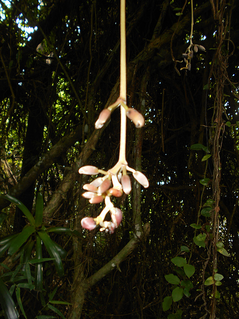 DSCN5926 - olho-de-boi ou estojo-de-luneta Mucuna urens, Fabaceae, Faboideae