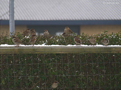 Sparrows waiting to be fed