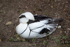 20160303 0249VRAw [D~BI] Zwergsäger (Mergelluns albellus) [m PK], Tierpark Olderdissen, Bielefeld