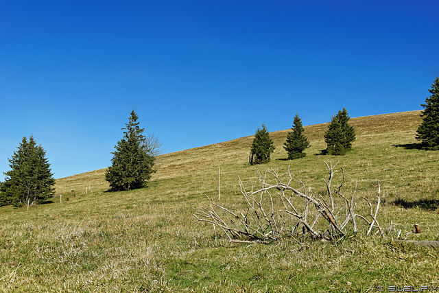 zwischen Feldberg und St. Wilhelmer Hütte  (© Buelipix)