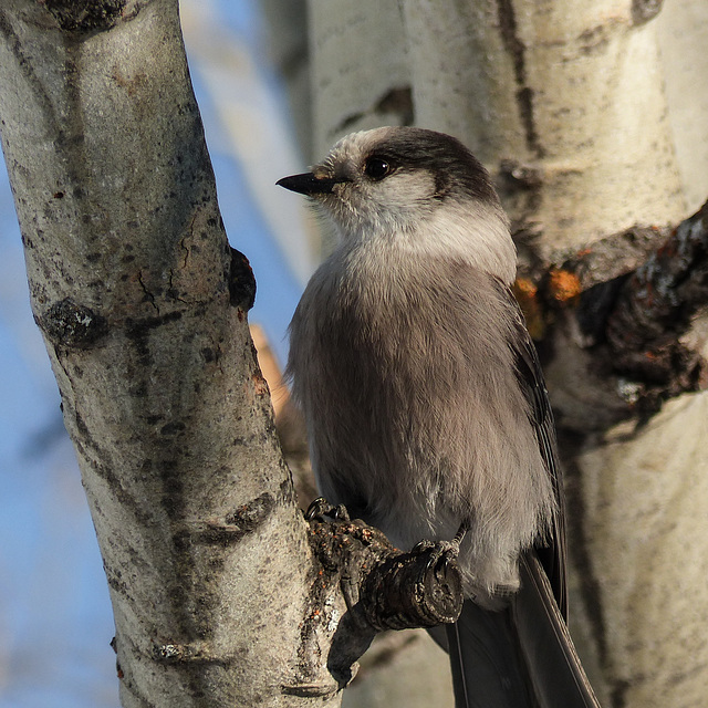 Gray Jay