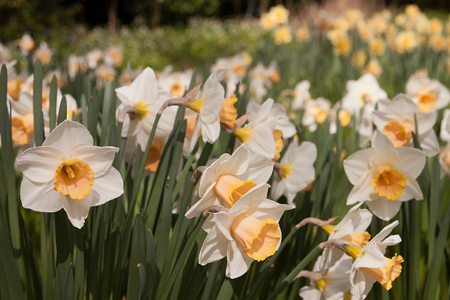 Spring in the Botanics