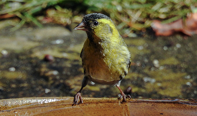 20180330 3247CPw [D~LIP] Erlenzeisig (Carduelis spinus) [m], Bad Salzuflen