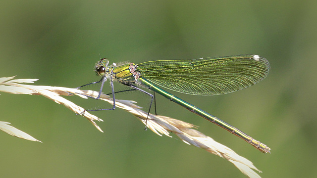 Calopteryx ♀