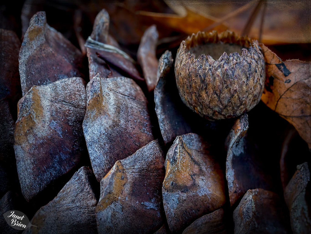 Pictures for Pam, Day 32: Macro Monday 2.0: Nature's Chrismon (+3 insets)