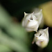 DSCF3752