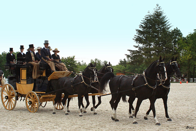 Concours d'Attelage  - Compiegne (Oise)