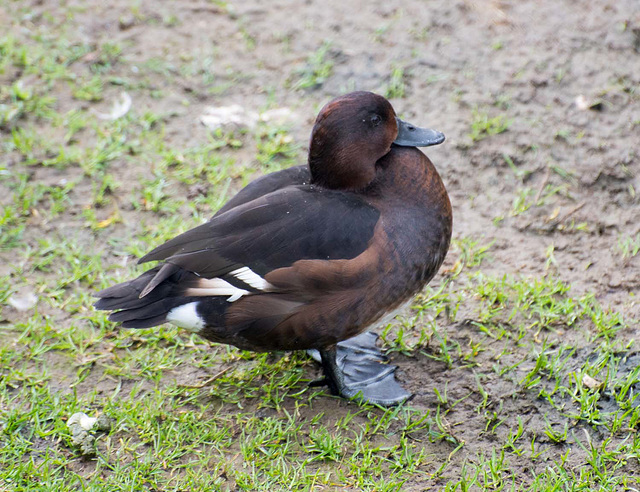 Resting duck (1)